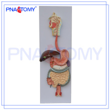 PNT-0450 pvc menschlichen anatomischen Verdauungssystem Modell (3 Teile) für den medizinischen Unterricht